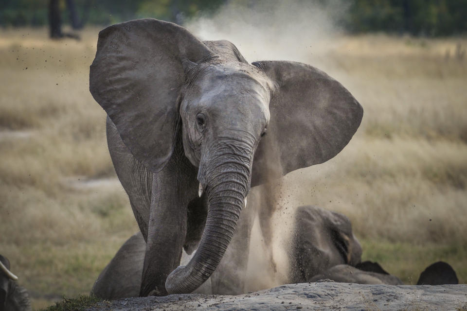 Baby elephant dusting itself, taken on safari in Africa