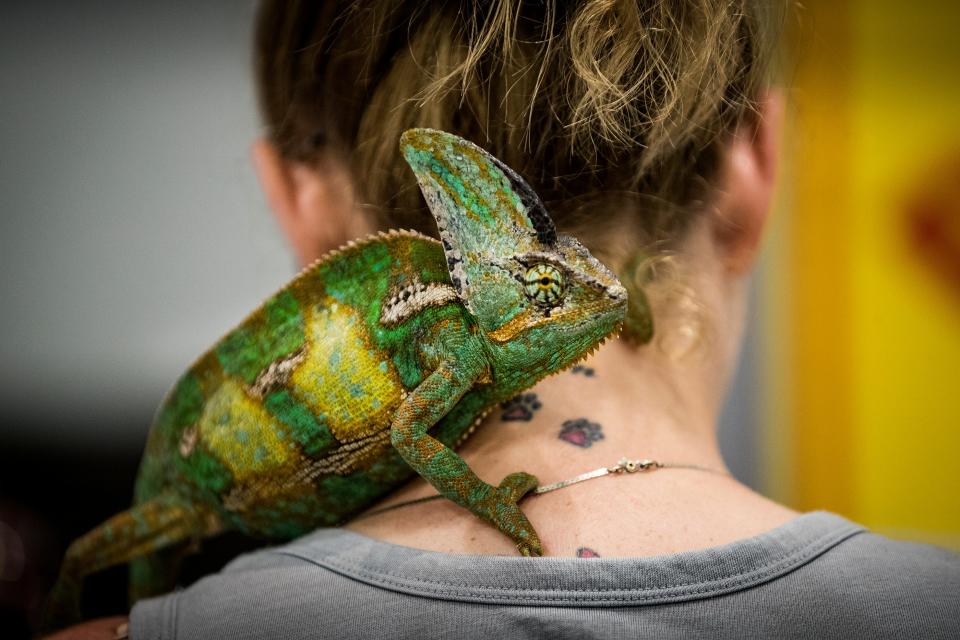 Shawna Wilson’s veiled chameleon climbs across her back during Repticon at the RP Funding Center in Lakeland in 2018.