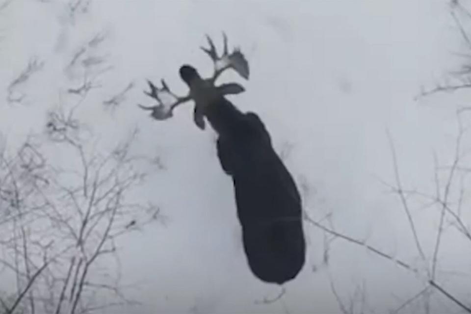 moose sheds antlers