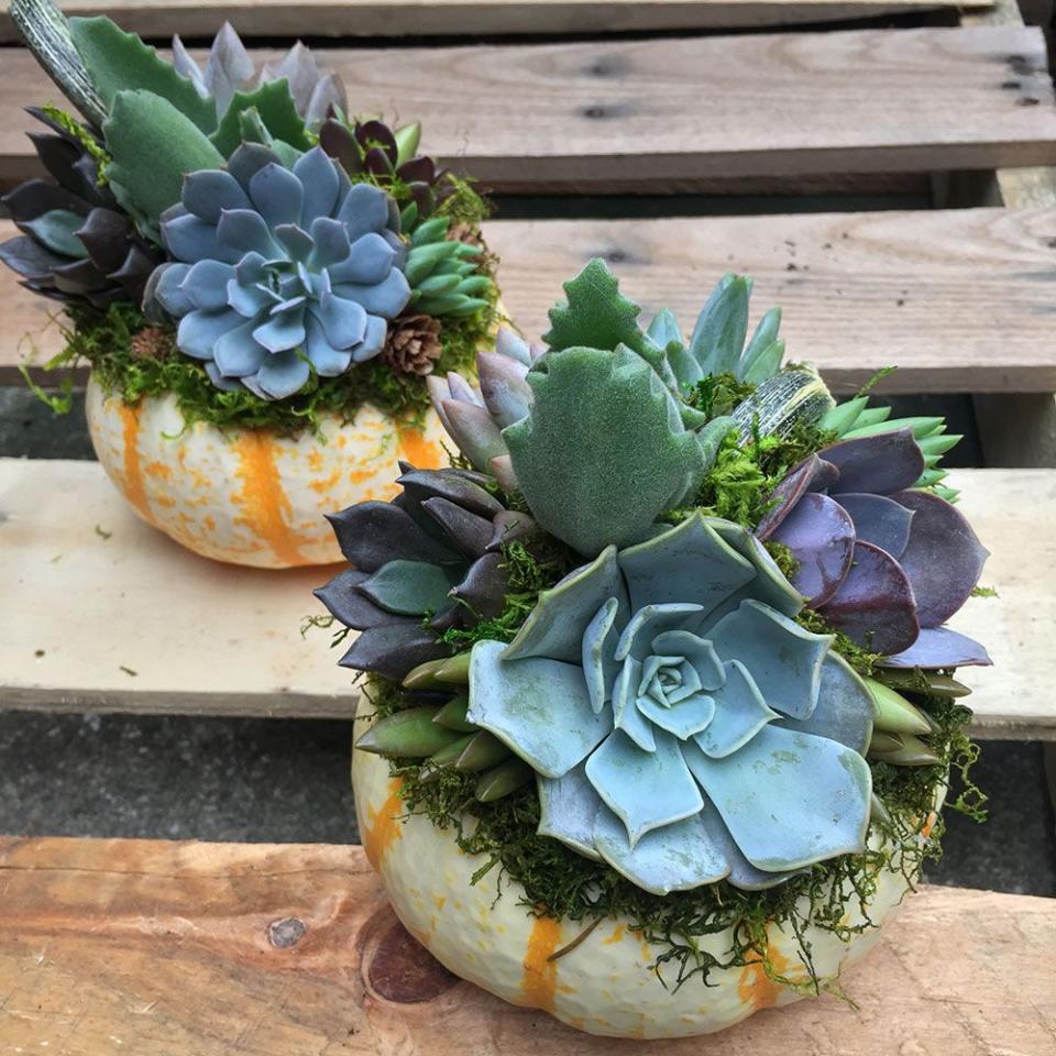 pumpkin terrarium succulents