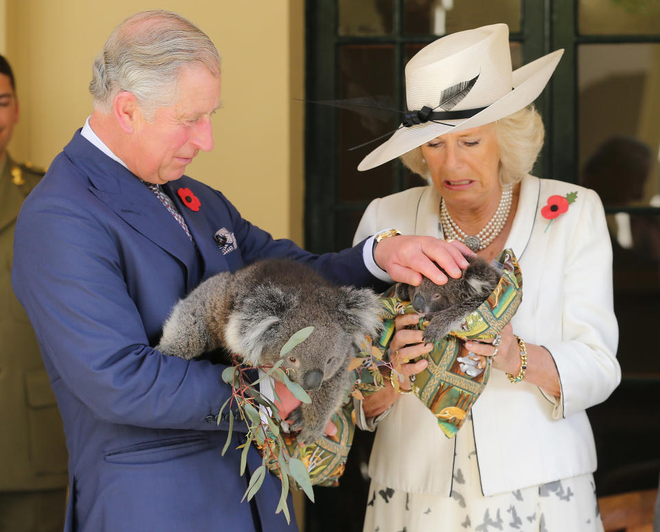 They won’t be able to hold a koala like Prince Charles and Camilla did when they visited Adelaide in 2012. Photo: Getty Images