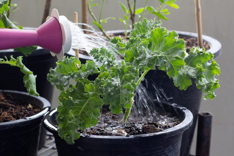 Watering plants using watering cans, Planting Kale, super foods.