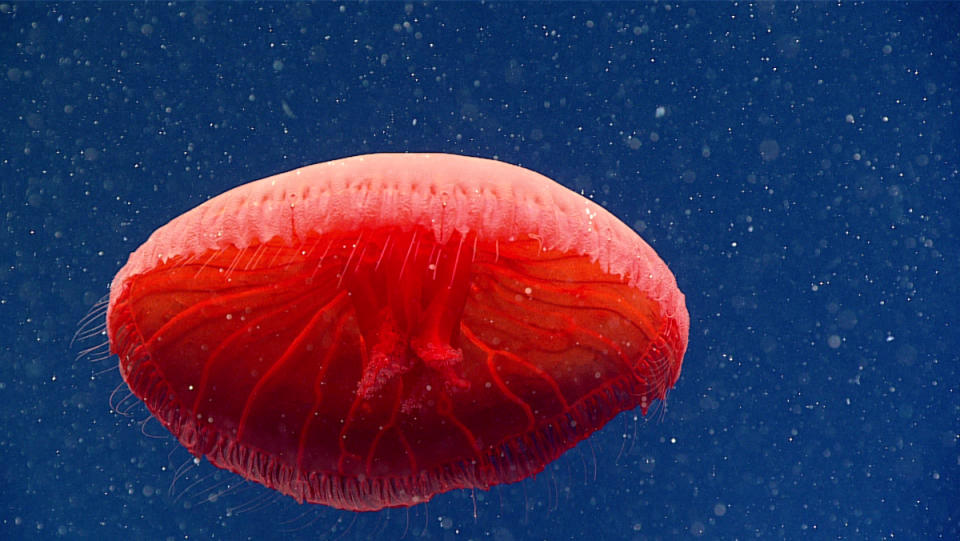 A large red jellyfish, which looks like a mix between a blood cell and an umbrella, floating through the blue ocean.