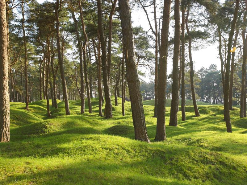 Bombenkrater im Wald: Der Erste Weltkrieg hat nahe Vimy Spuren hinterlassen, die bis heute erhalten sind. Foto: CRT Nord-Pas de Calais/Samuel Dhote