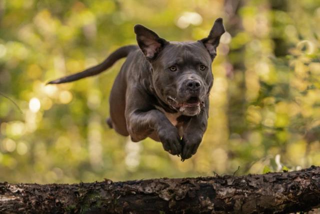 Fila Brasileiro: What's Good About 'Em, What's Bad About 'Em