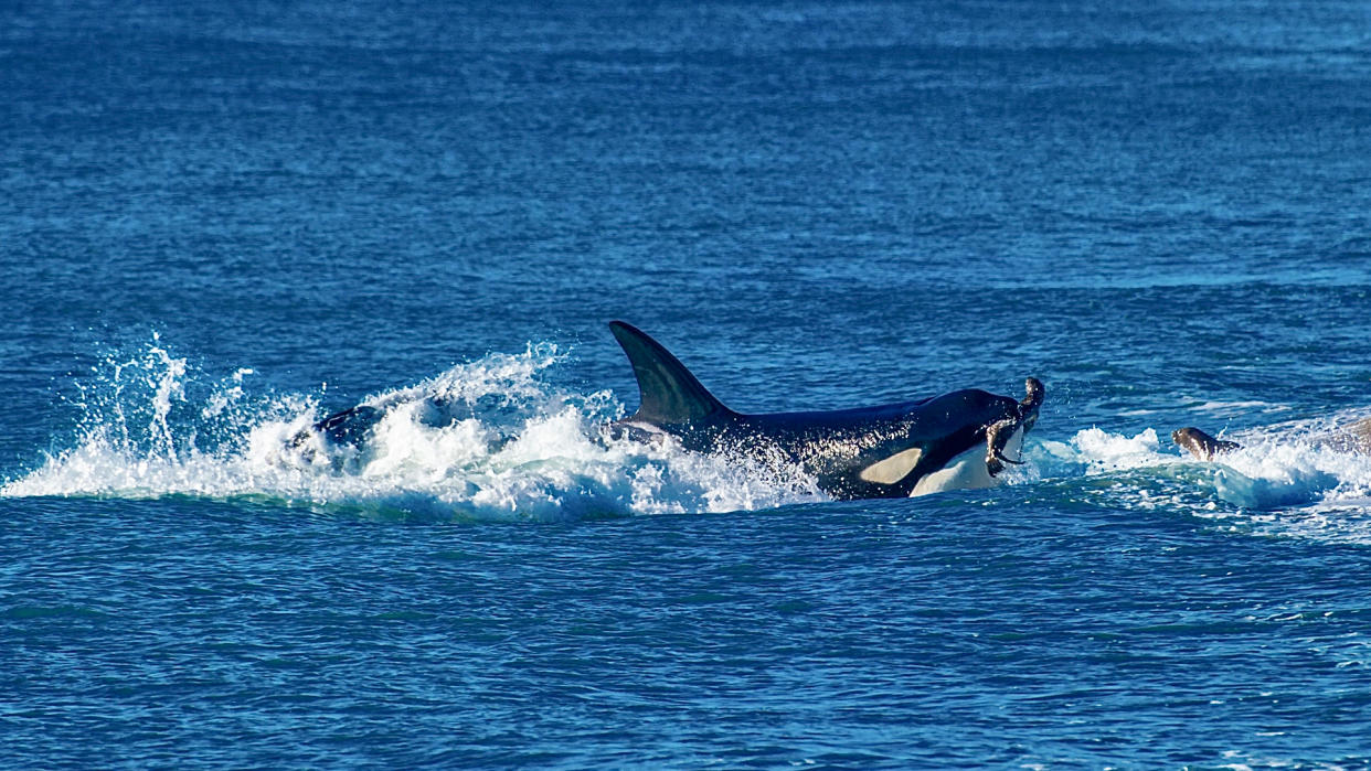  A killer whale hunting a sea lion. 