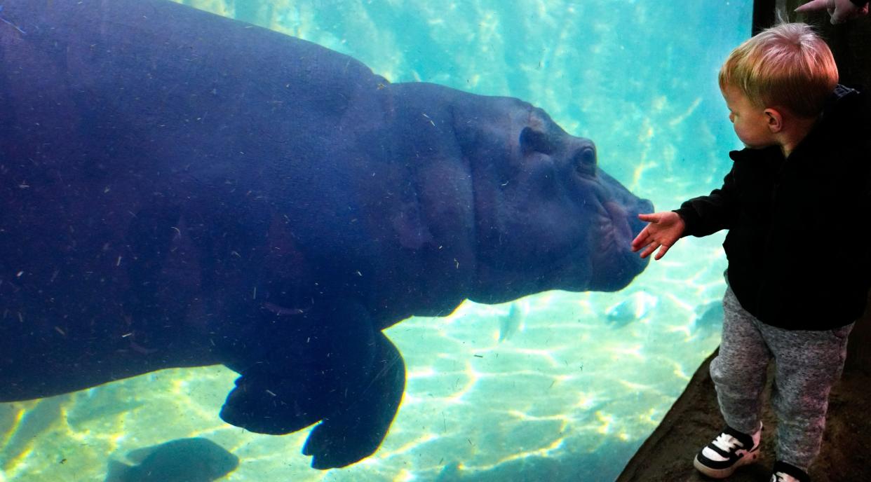 Carson Koester, 2, of Pleasant Ridge, watches in awe as Fiona glides by in Hippo Cove at the Cincinnati Zoo and Botanical Garden, Tuesday, March 21, 2023. You can find Fiona, her brother, Fritz and mom Bibi, along with Tucker, in Hippo Cove, weather permitting. 