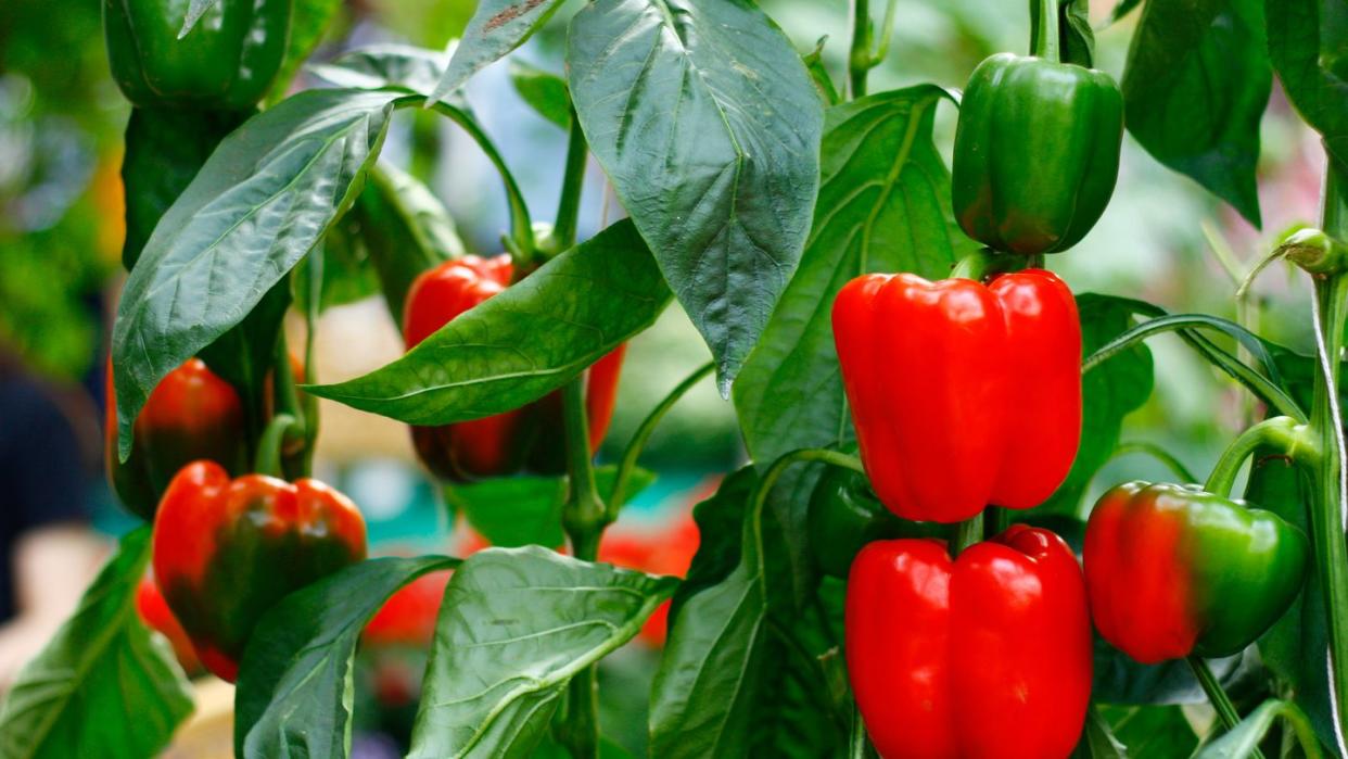 how to grow bell peppers