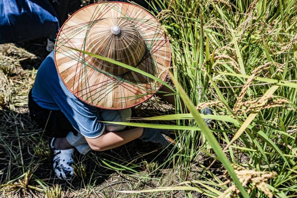 二０二三新北濕地夏令營啟動，今年活動還有濕地割稻體驗農夫的辛勞。　（新北水利局提供）