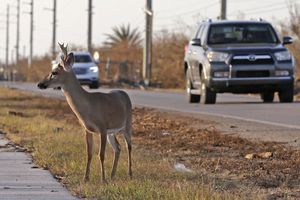 FILE - A Florida Key deer stands on the side of Overseas Highway in the aftermath of Hurricane Irma in Big Pine Key, Fla., Sept. 13, 2017. State officials and scientists have suggested moving a portion of some species struggling with climate change like the Key deer. (AP Photo/Alan Diaz, File)