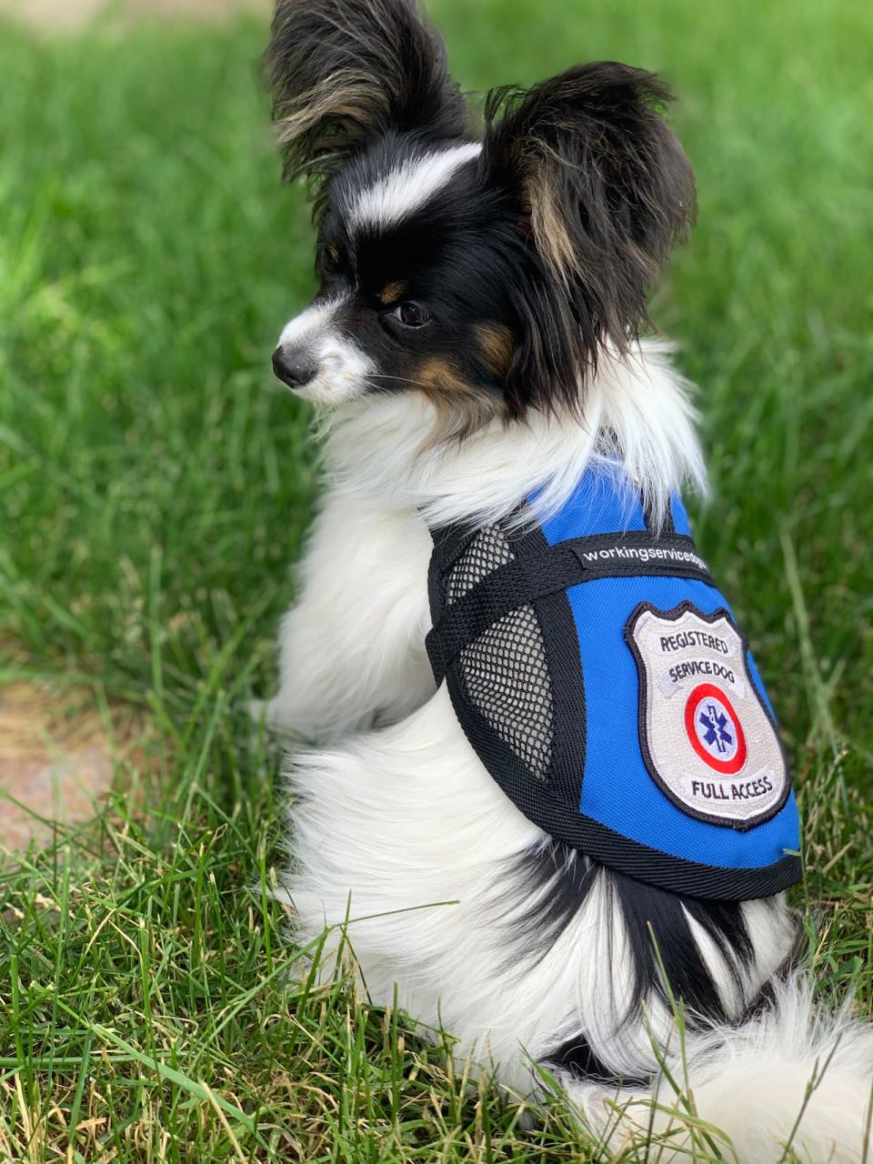 Suki is a papillion trained to detect cortisol, a stress hormone produced by the body. 