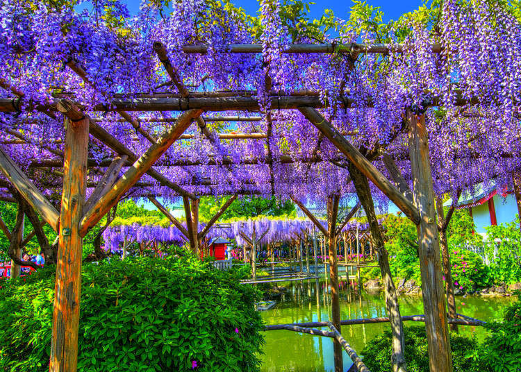 Wisteria flowers blooming at Kameideo Tenjin Shrine, Tokyo