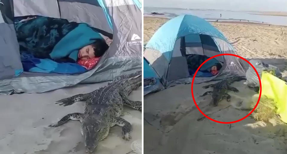 Man lying in a tent with a crocodile beside him. 