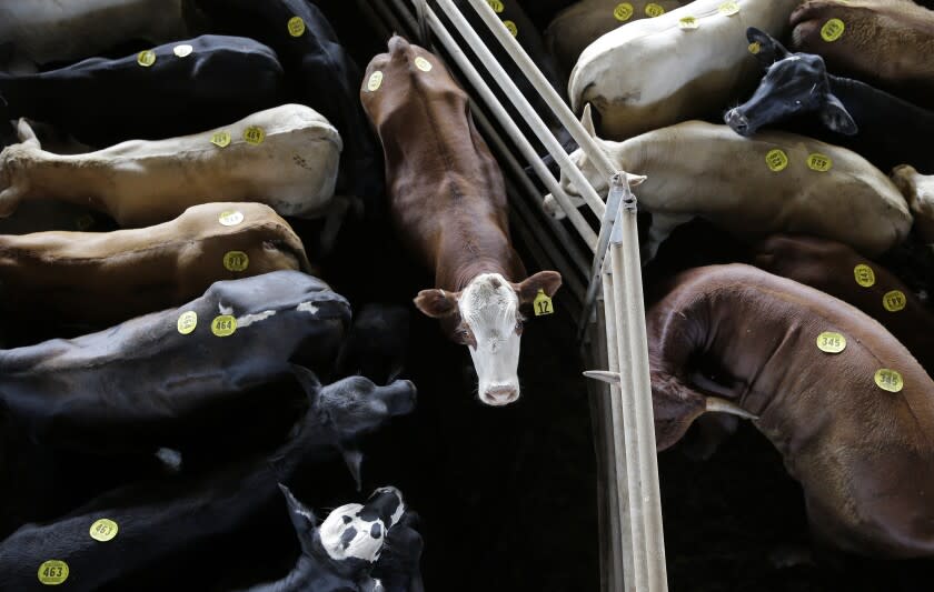 Tagged cattle are housed in a pen prior to auction at the Giddings Livestock Commission, Monday, June 22, 2015, in Giddings, Texas. Record-high beef prices have led to increases in the numbers of missing or stolen cattle. The nearly 5,800 livestock reported stolen in Texas last year was the most in five years. And the value of the animals, more than $5.7 million, was the most in a decade. (AP Photo/Eric Gay)