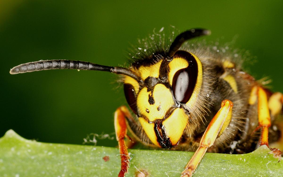 You’re more likely to get stung by a wasp in autumn – here are seven ways to protect yourself