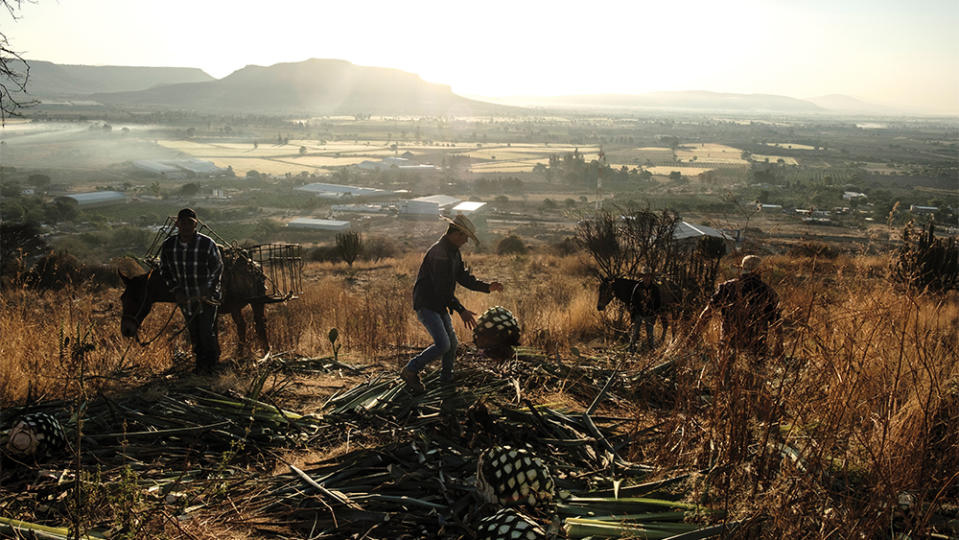 Harvesting agaves at Don Fulano Jimadores.