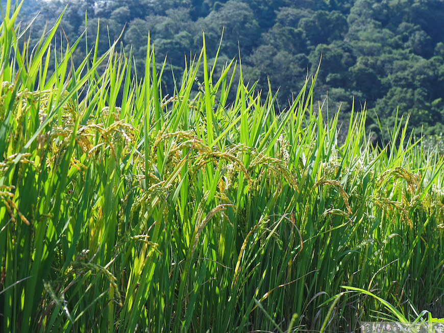 2023關西仙草花生活節