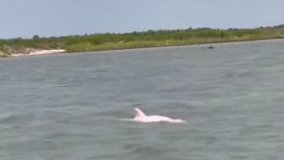 粉色海豚很快地就沉入海底。（圖／翻攝自Thurman Gustin臉書）
