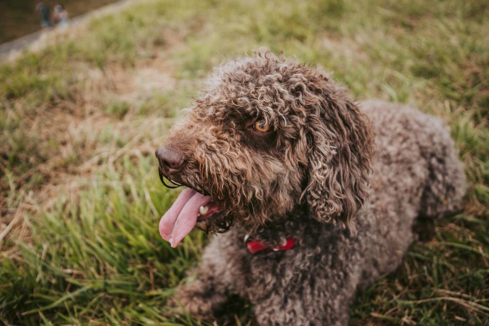 medium sized dog breeds barbet