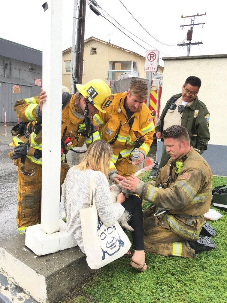 Kiss of life: Firefighter pulls lifeless dog from burning building before reviving it with CPR (Santa Monica Fire Department)