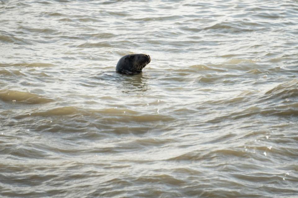 El Argus: La foca flotando en el mar