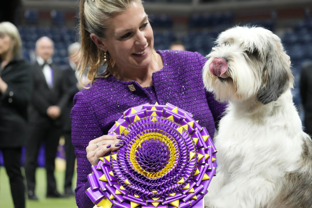 #A ‘PBGV’ wins Westminster dog show, a first for the breed