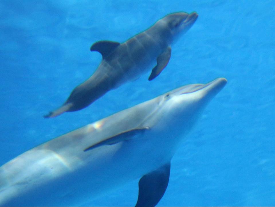 A male Atlantic bottlenose dolphin was born on Aug. 27, 2019, at the Indianapolis Zoo. Here he is shown with his mother, Kalei.