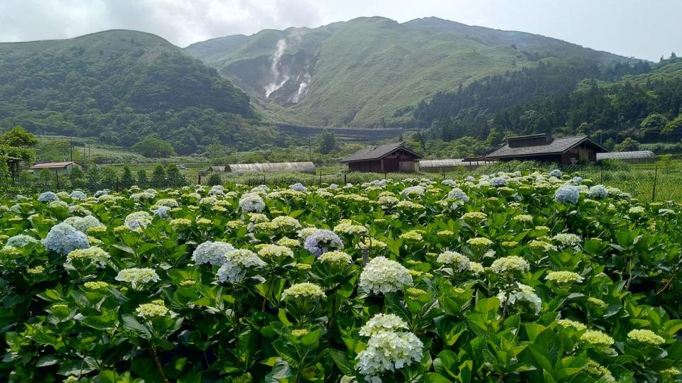 竹子湖種植的繡球花品種多樣、色彩豐富，目前白色與淺色繡球花已陸續綻放，豔麗的紫紅及藍紫品種也蓄勢待發   圖：台北市政府產業發展局農業發展科/提供