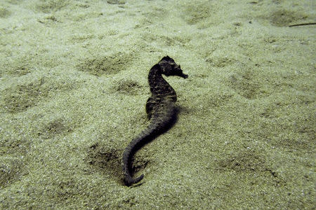 A seahorse rests on the seabed during a dive in the village of Stratoni near Chalkidiki, Greece, July 16, 2018. REUTERS/Idyli Tsakiri