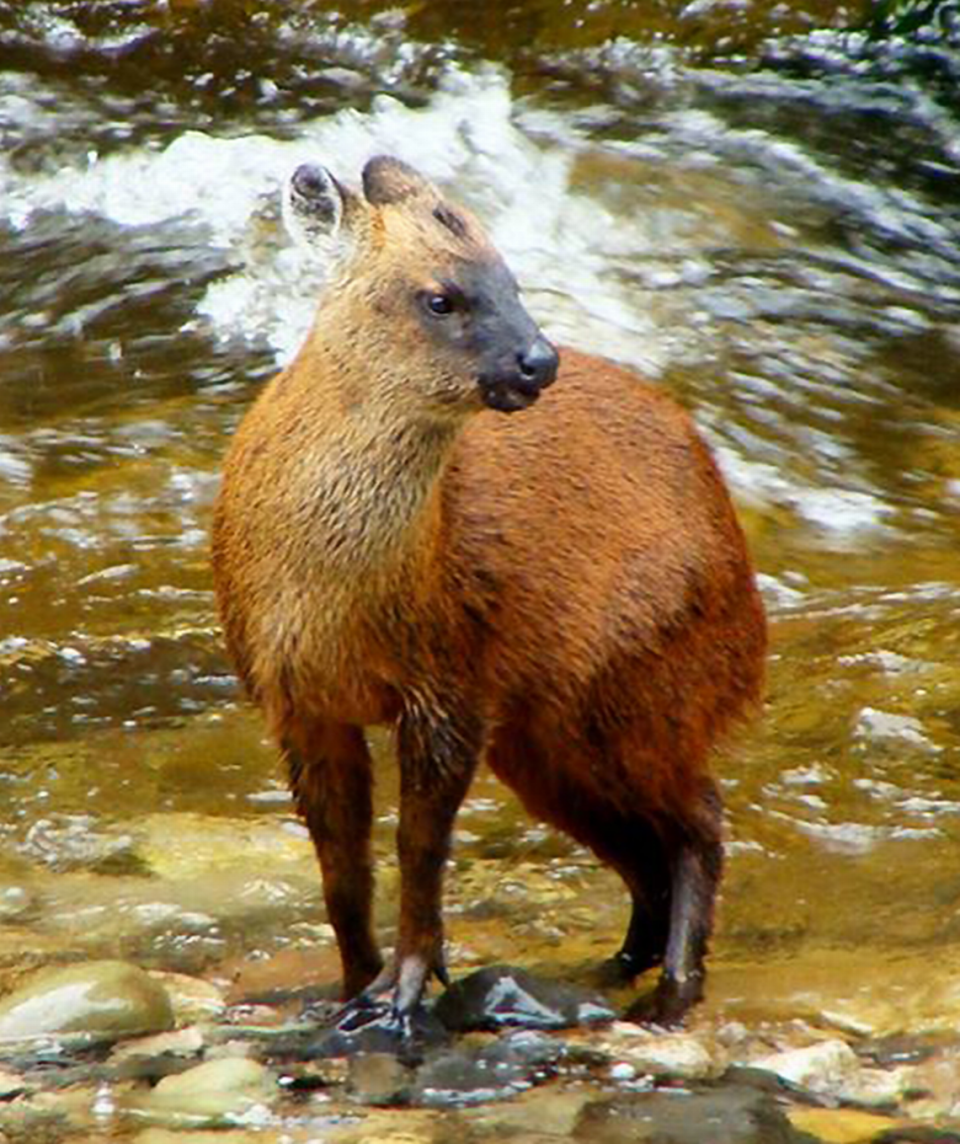 A Pudella carlae, or Peruvian Yungas Pudu, standing near a stream. Photo from Ramiro Yábar, shared by Guillermo D’Elía