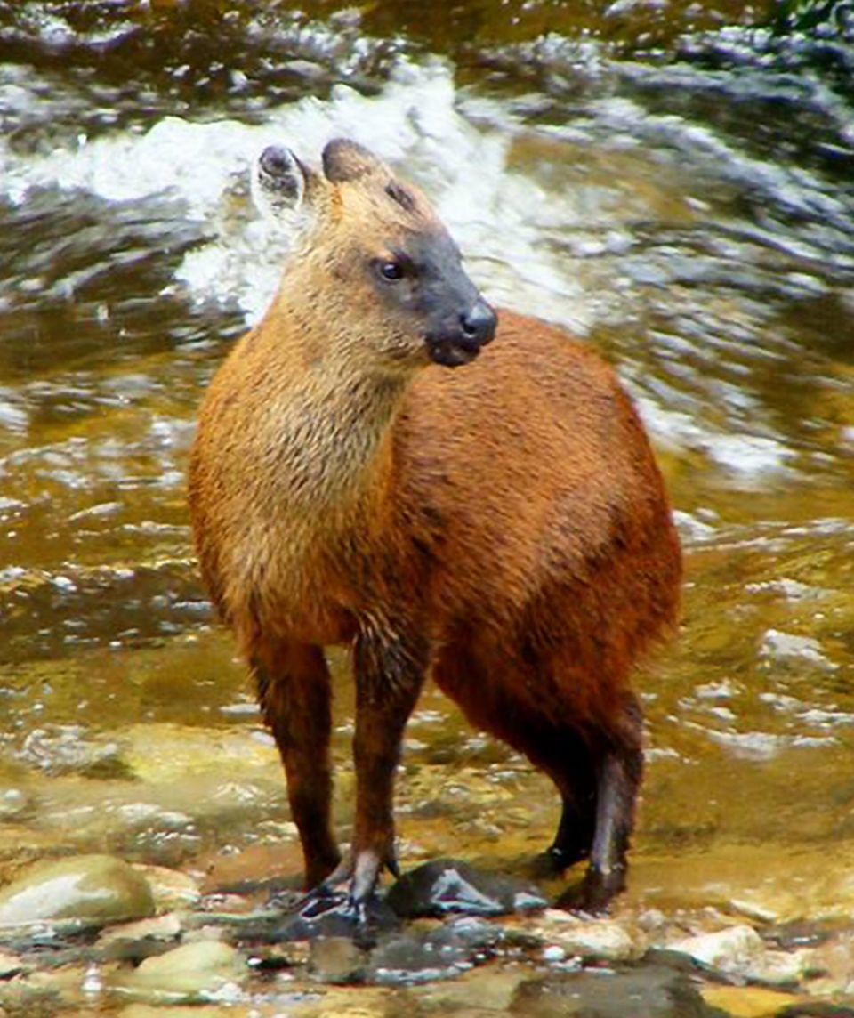 Pudella carlaeまたはPeruvian Yungas Puduは小川の近くに立っています。  Guillermo D'Elíaによって共有されたRamiro Yábarの写真