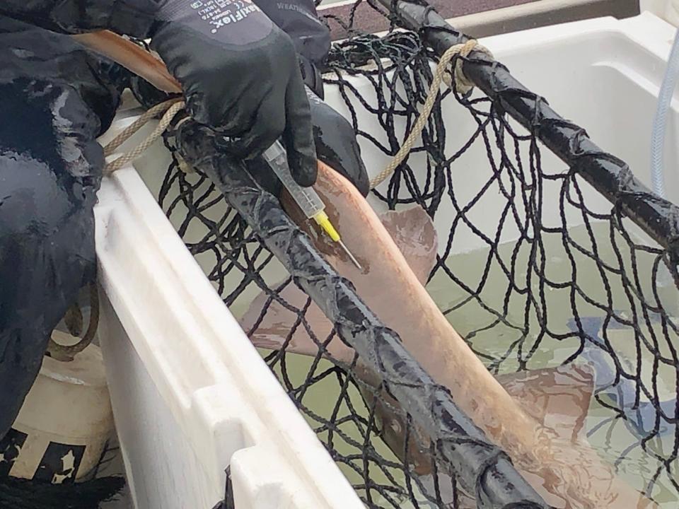 A chip tag is injected into a lake sturgeon as part of a reintroduction project on December 9, 2021. The tag will allow scientists who catch this sturgeon in the future to identify it.