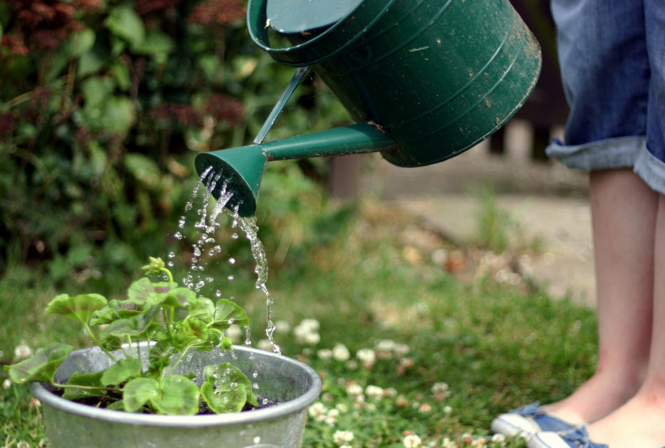 Bei großer Hitze benötigen Pflanzen Wasser. (Bild: Getty Images)