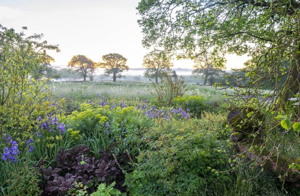 a field of flowers and trees