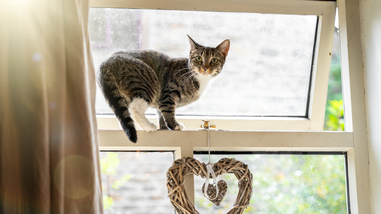 Cat standing on the edge of an open window