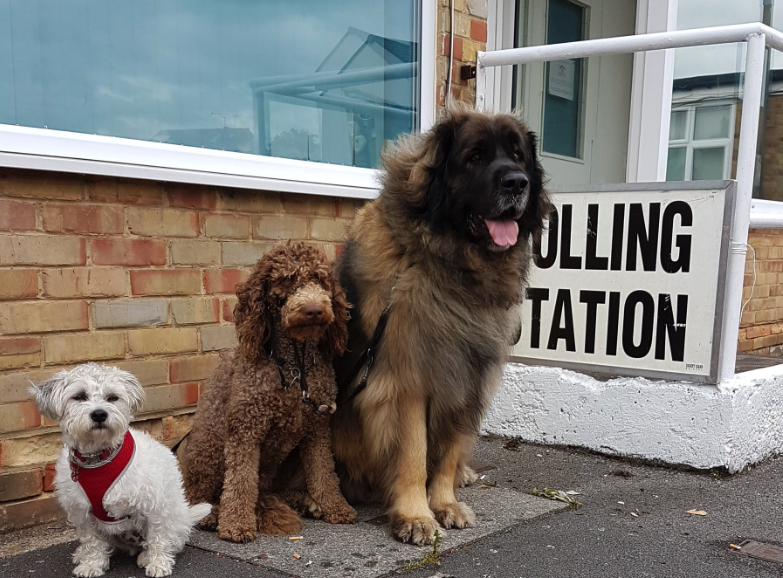 Three furry friends head to the polls