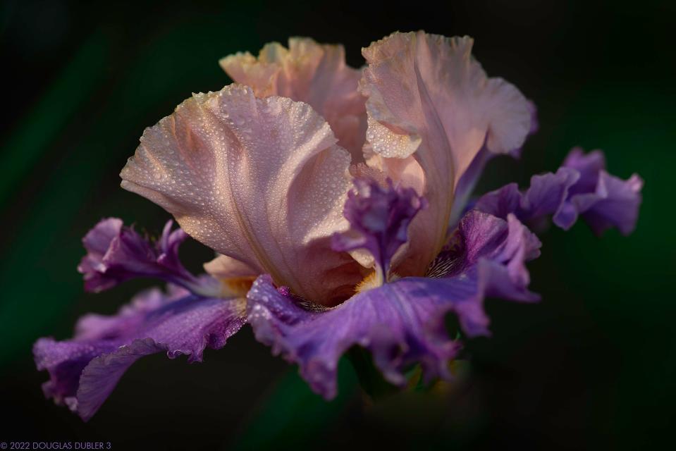 The photographer Douglas Dubler will talk about his path to macro flower photography and his recent book of images of the flowering iris plant at FOTOfusion 2024, which begins Jan. 31 in West Palm Beach.