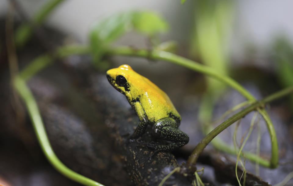 A Phyllobates bicolor stands at the “Tesoros de Colombia” frog breeding center in Cundinamarca, Colombia, Monday, May 20, 2019. The species, also known as the bicolored dart frog, it is one of the largest poison dart frogs and lives in the lowland forests of Choco, in western Colombia. (AP Photo/Fernando Vergara)