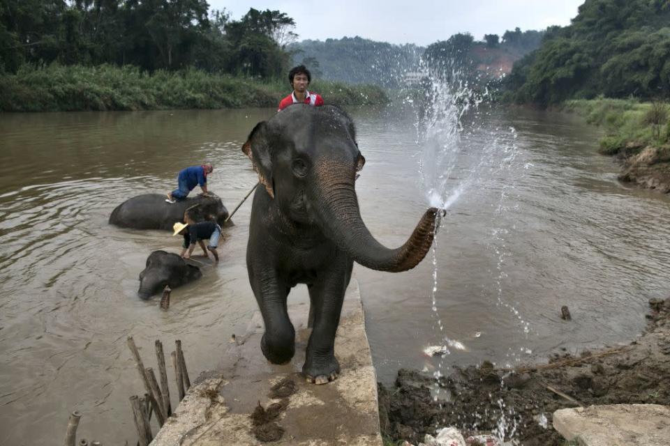 A mahout rides his elephant after bathing at an elephant camp at the Anantara Golden Triangle resort in Golden Triangle, northern Thailand.