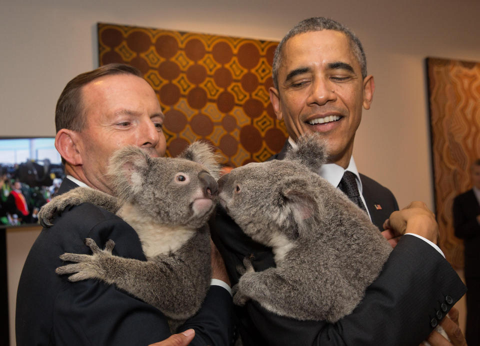 Australia's Prime Minister Tony Abbott (L) and US President Barack Obama meet Jimbelung the koala before the start of the first G20 meeting in Brisbane, November 15, 2014. (EPA/ANDREW TAYLOR)