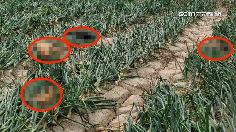 4隻流浪犬躺在洋蔥田中疑似中毒身亡，被民眾發現報案。