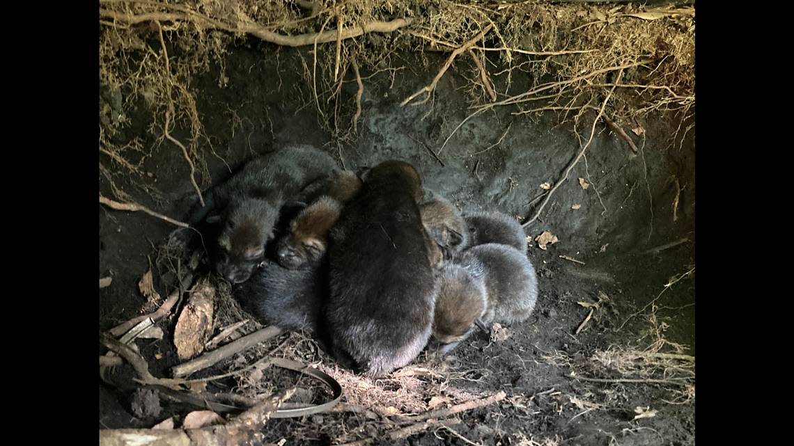 Eight red wolf pups, less than 2 weeks old, were discovered cuddling in their den April 18, according to officials with the recovery program. Photo from the U.S. Fish and Wildlife Service, Red Wolf Recovery Program