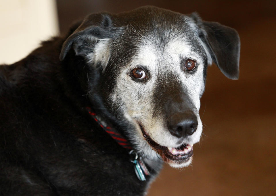 In this March 22, 2012 photo, Solomon, a Dalmatian-German shepherd mix estimated to be about 14 years old, appears at the shop where his owner, Lisa Black, cuts hair in Seattle. Black owns the Stardust Salon and Spa and Solomon goes to work with her every day to greet customers. “If they don't like him, it's not the place for them,” Black said. (AP Photo/Elaine Thompson)