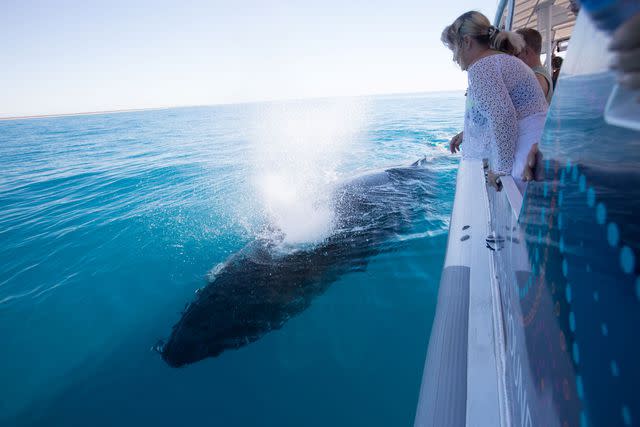 <p>Courtesy of Pacific Whale Foundation</p> A humpback whale blows water as guests watch.