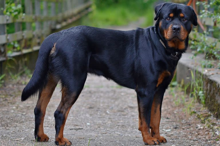 Imagen ilustrativa de un rottweiler