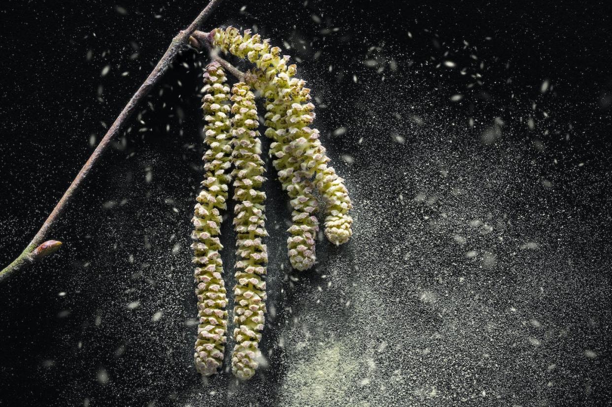 Common hazel dispersing pollen in early spring. <a href="https://www.gettyimages.com/detail/news-photo/common-hazel-close-up-of-male-catkins-dispersing-pollen-in-news-photo/971552142" rel="nofollow noopener" target="_blank" data-ylk="slk:Arterra/Universal Images Group via Getty Images;elm:context_link;itc:0;sec:content-canvas" class="link ">Arterra/Universal Images Group via Getty Images</a>