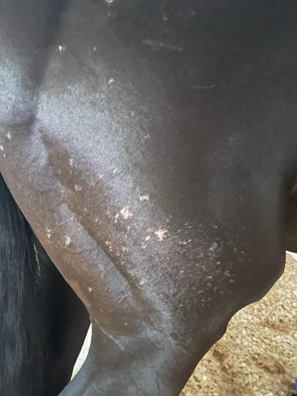 Medina Spirit’s hindquarters before being treated with Otomax after the Santa Anita Derby. Trainer Bob Baffert released a statement saying that the horse was treated with Otomax, which contains betamethasone, the drug which Medina Spirit tested positive for after winning the Kentucky Derby.