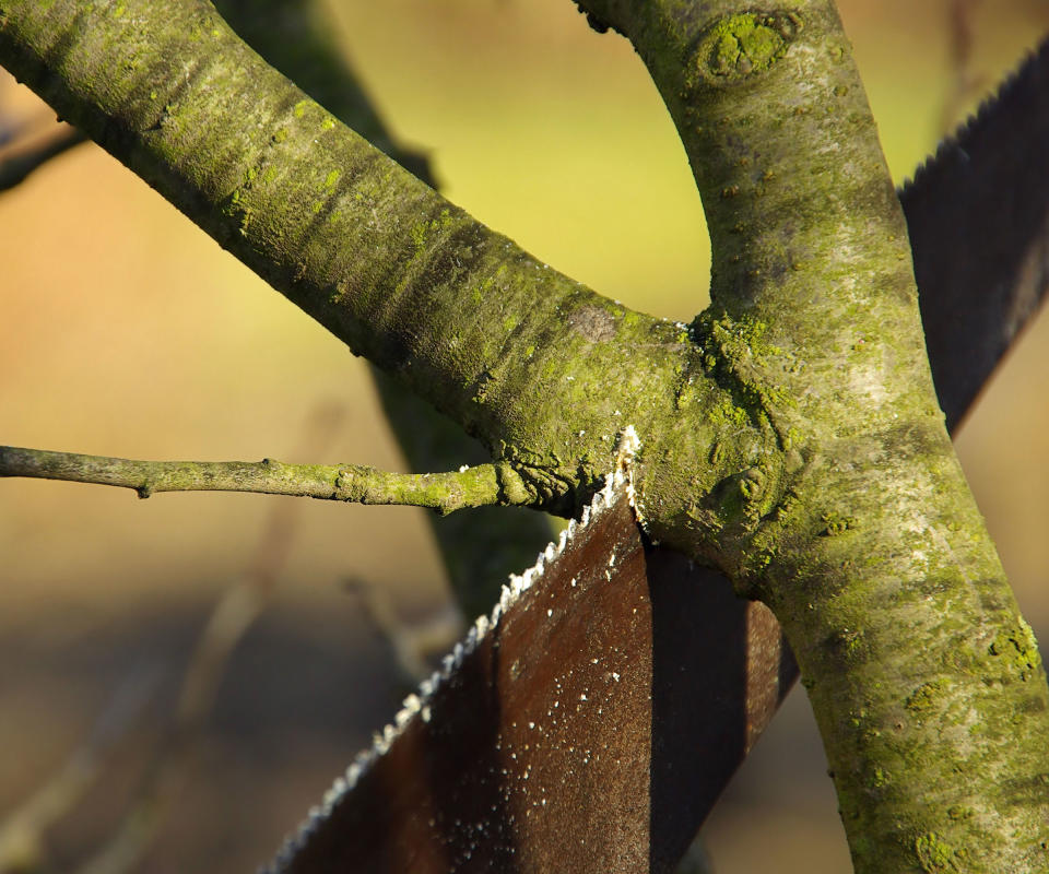 thick branch being pruned close to the collar