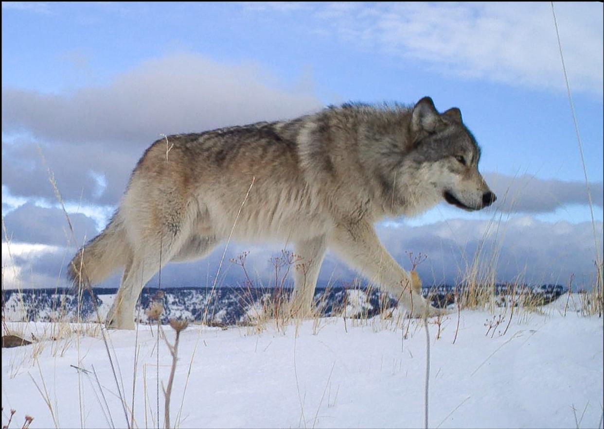 As of the end of 2022, there were a total of 178 wolves in Oregon.
