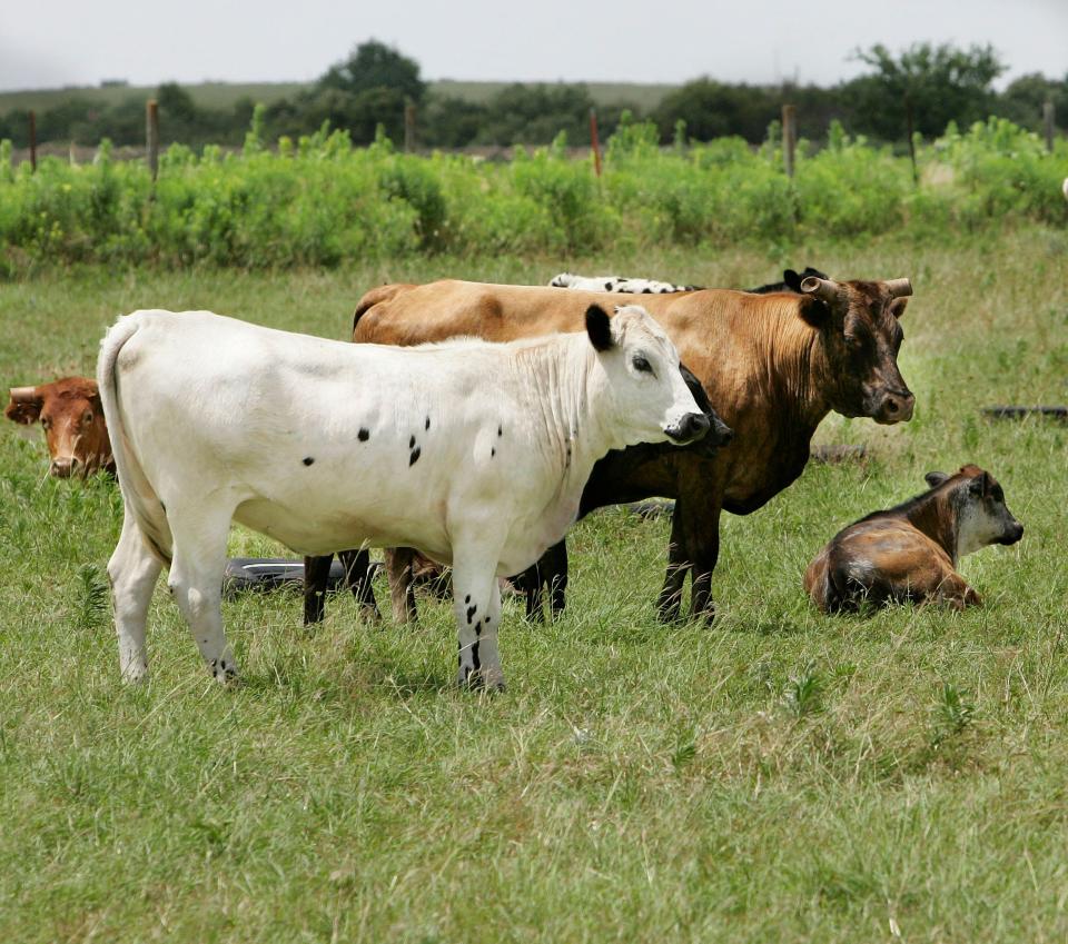 Cattle are  shown in a green pasture field in Western Canadian County, near Geary, Oklahoma, Saturday, June 23, 2007.  By Bill Waugh, The Oklahoman.  